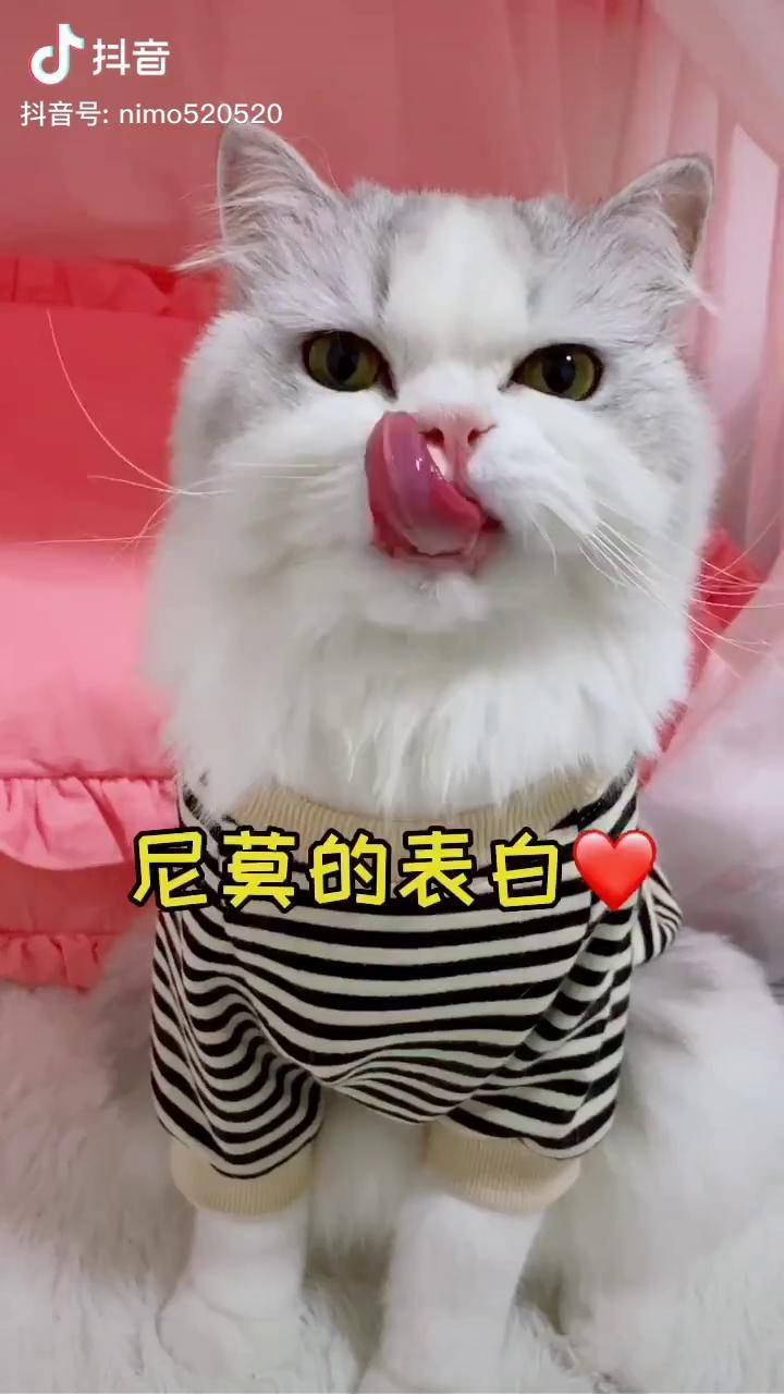 或许约会吗大圆子vlog萌宠日常