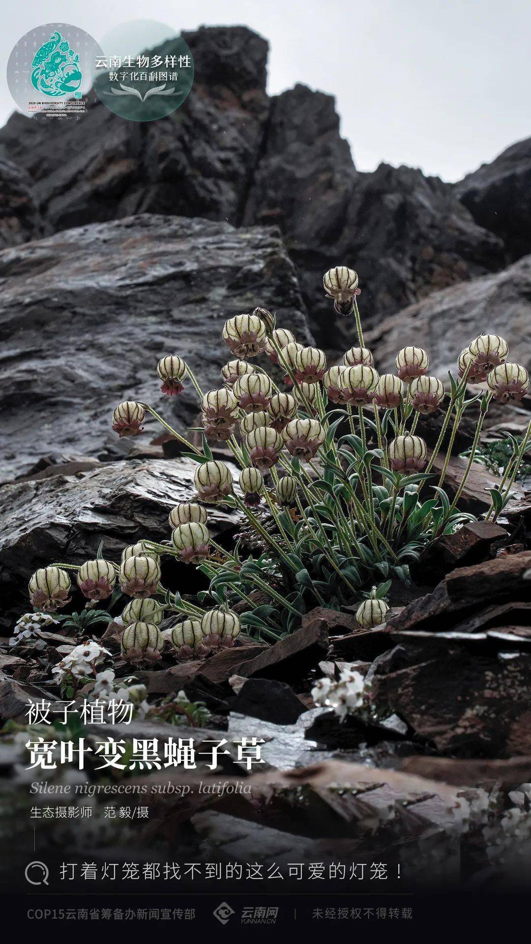 【云南生物多样性数字化百科图谱】被子植物·宽叶变黑蝇子草:打着