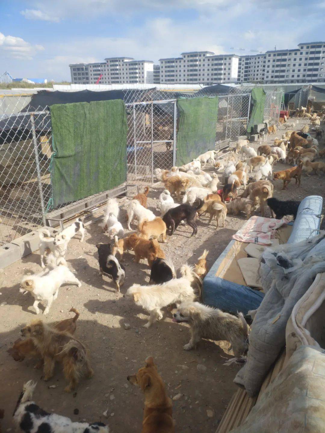 救助人突发肿瘤手术,身后300流浪狗无人做饭,恳求大家伸出援手!