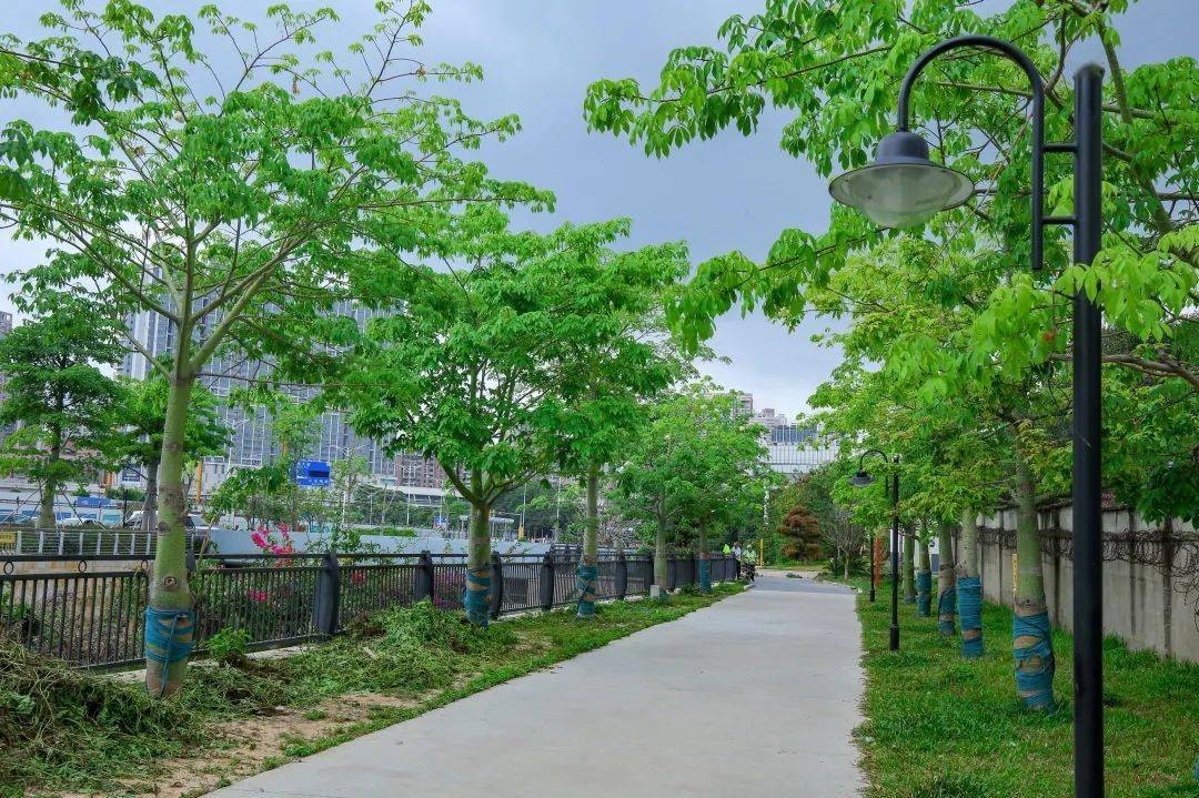 木棉湾告别"涝涝涝"_深圳市