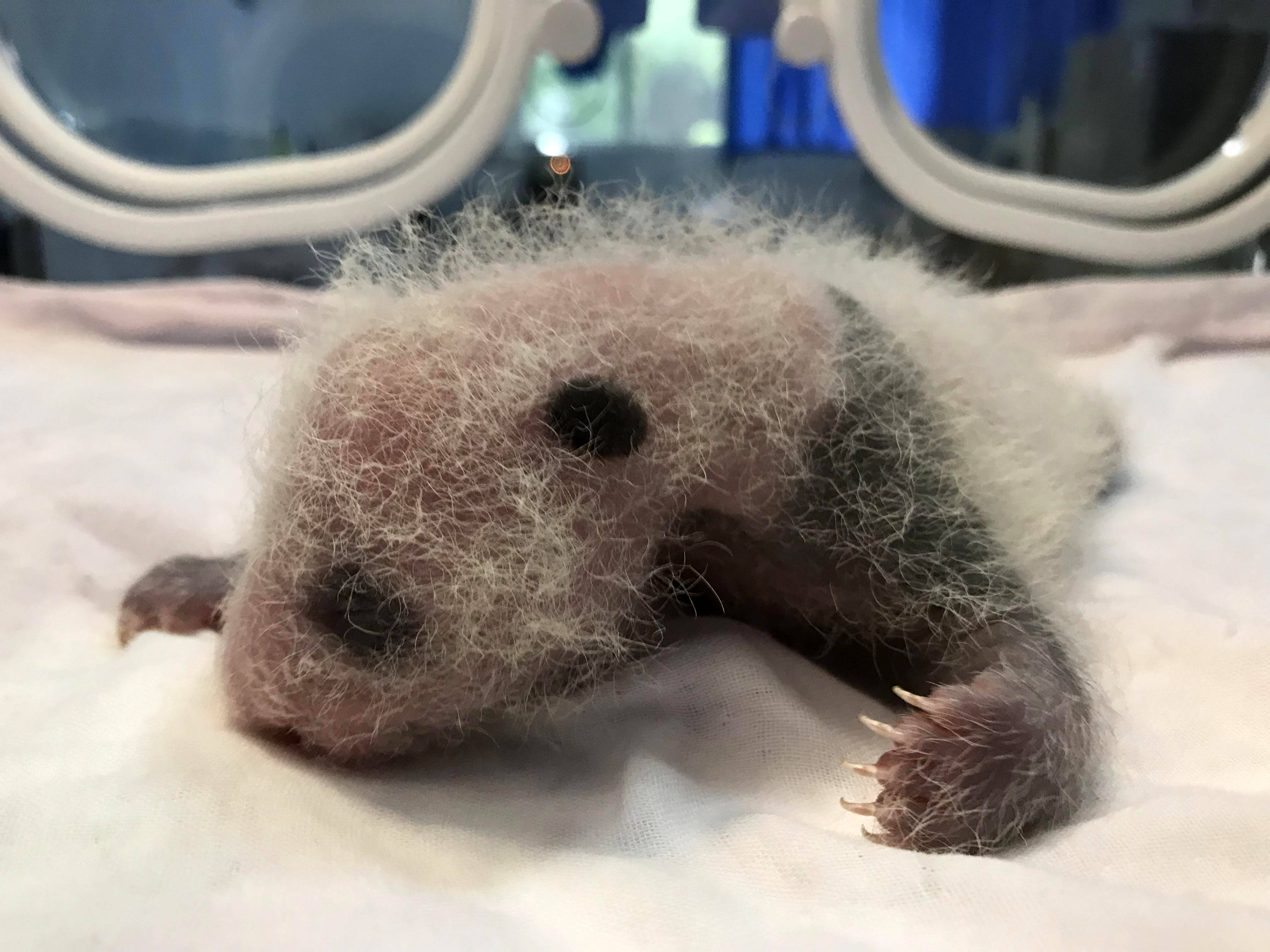 重庆动物园大熊猫产下双胞胎幼仔