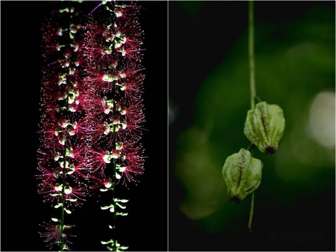 红花玉蕊的果期7-12月,果卵球形,长2-4cm,有四棱.