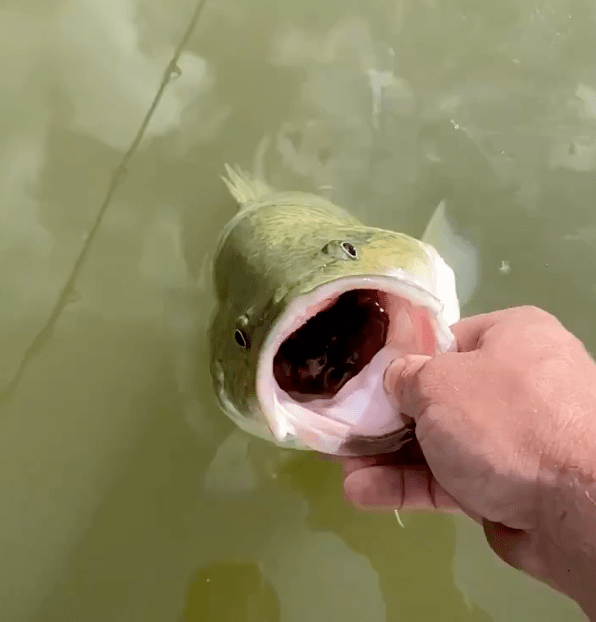 恐怖澳洲鳕鱼异常肥美张嘴惊吐五六只老鼠尸体十年来最严重鼠疫爆发