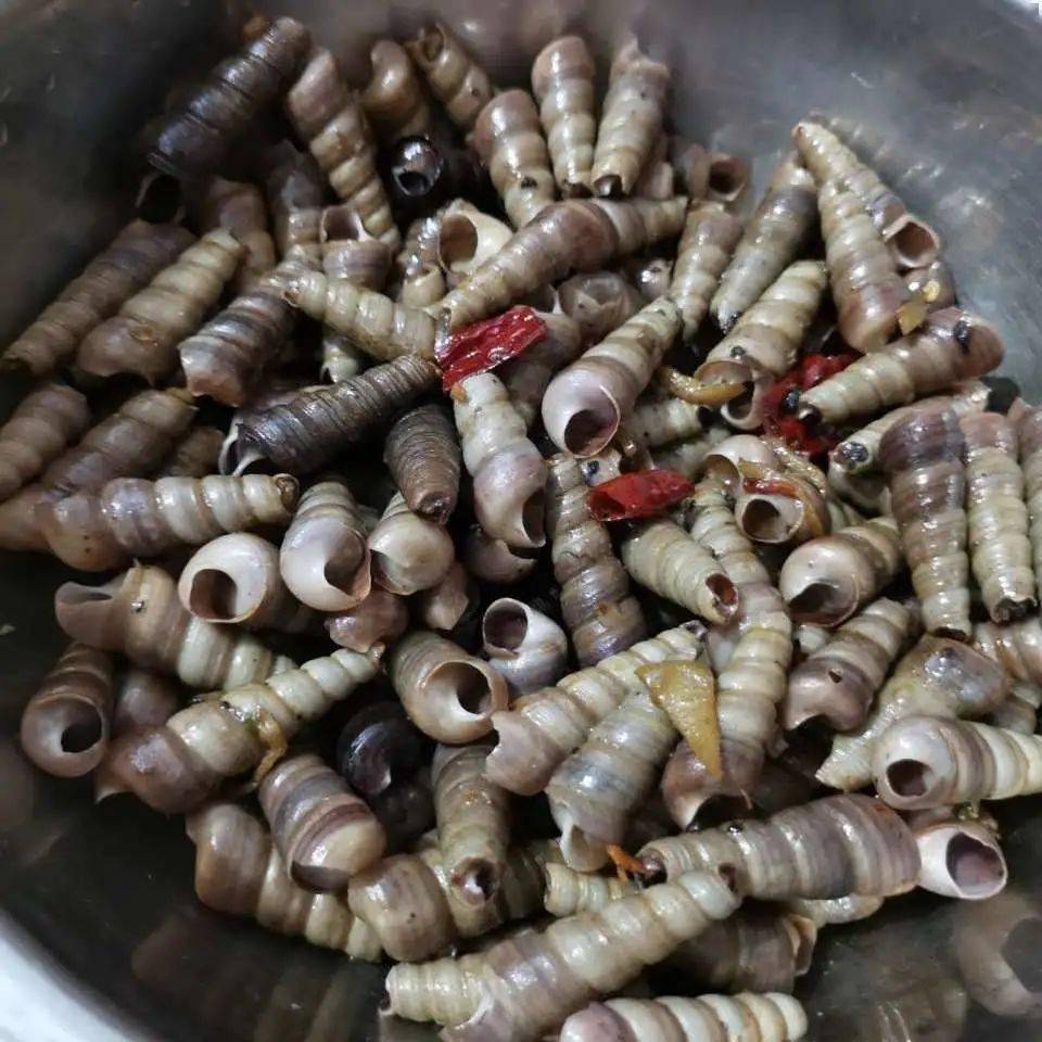 龙口这种海鲜现在正是好时候赶紧吃起来