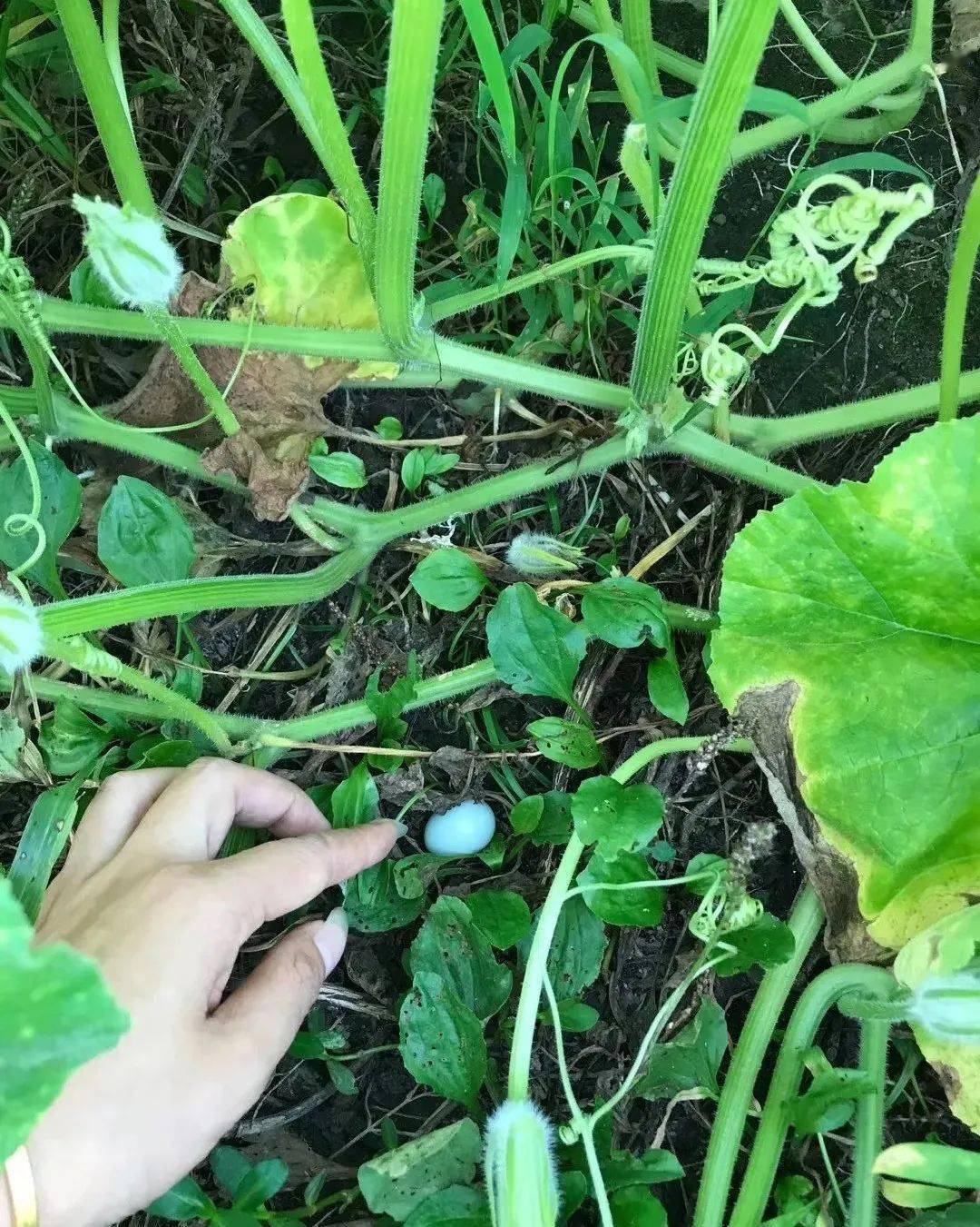 小菜园种什么菜划算 c64d3359b7bf4e4ab9387d88daaa811d.jpeg