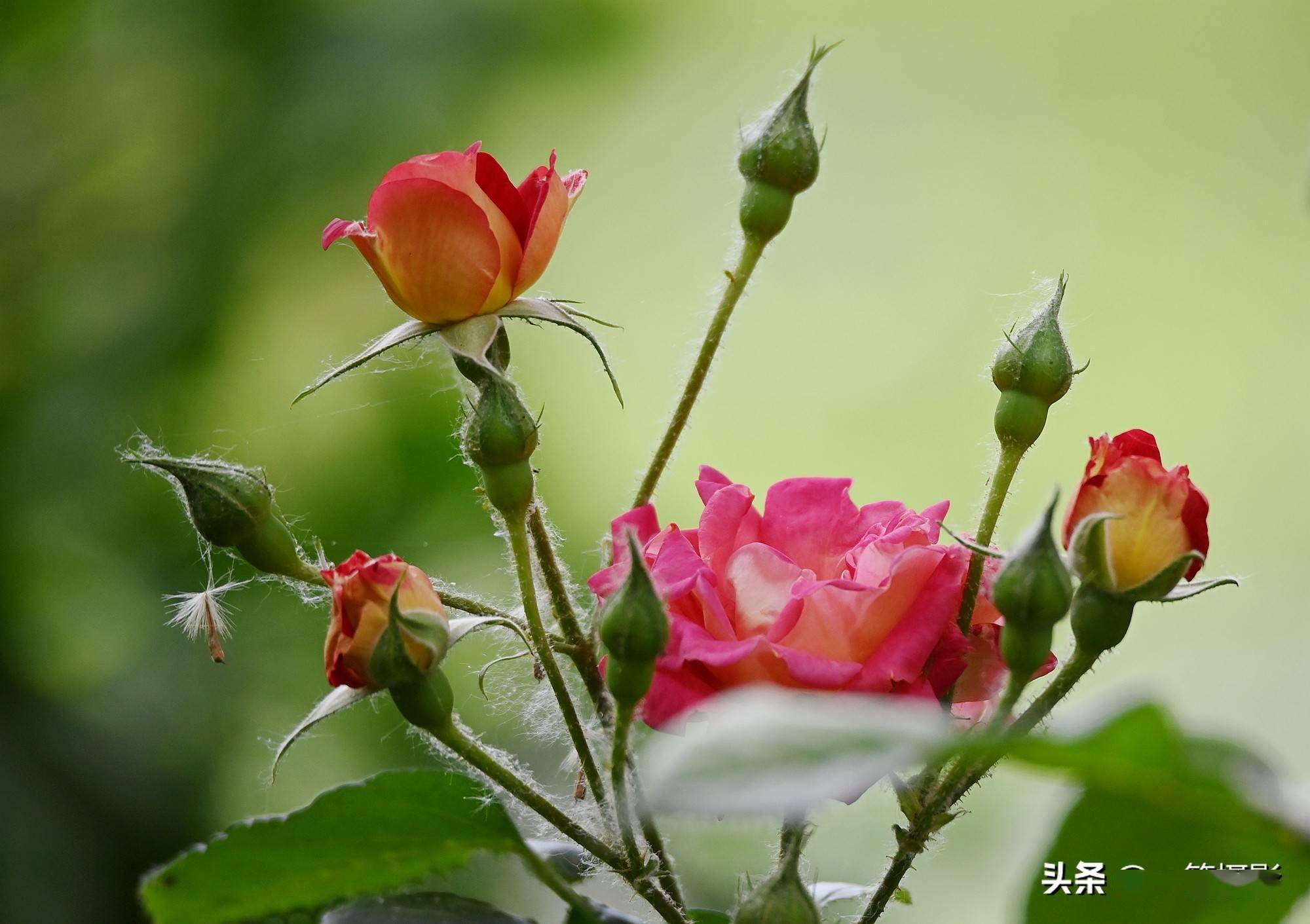五月花 月季