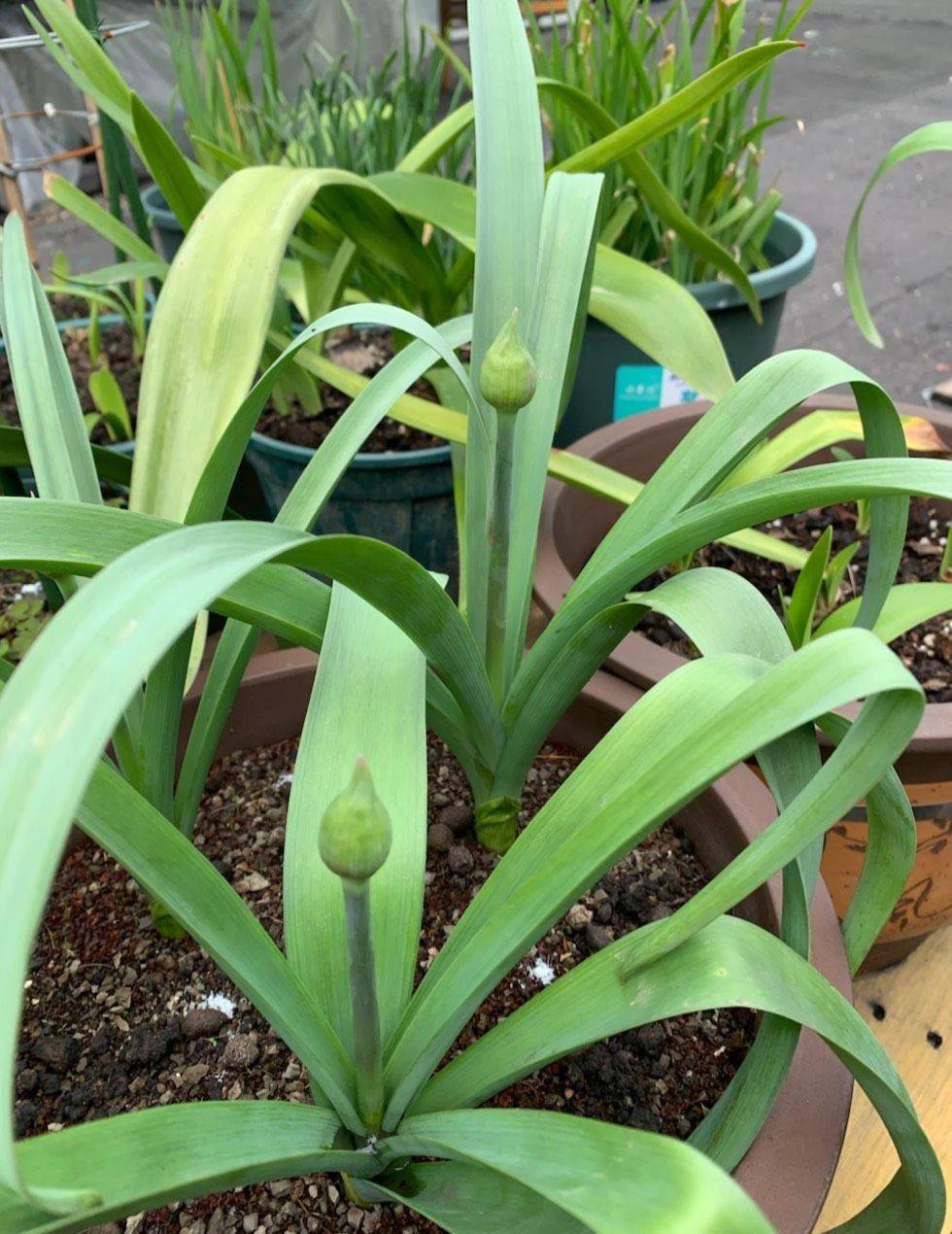 大花葱不仅可以盆栽,也是可以地栽的,地栽的话,养出来的效果更好,更加