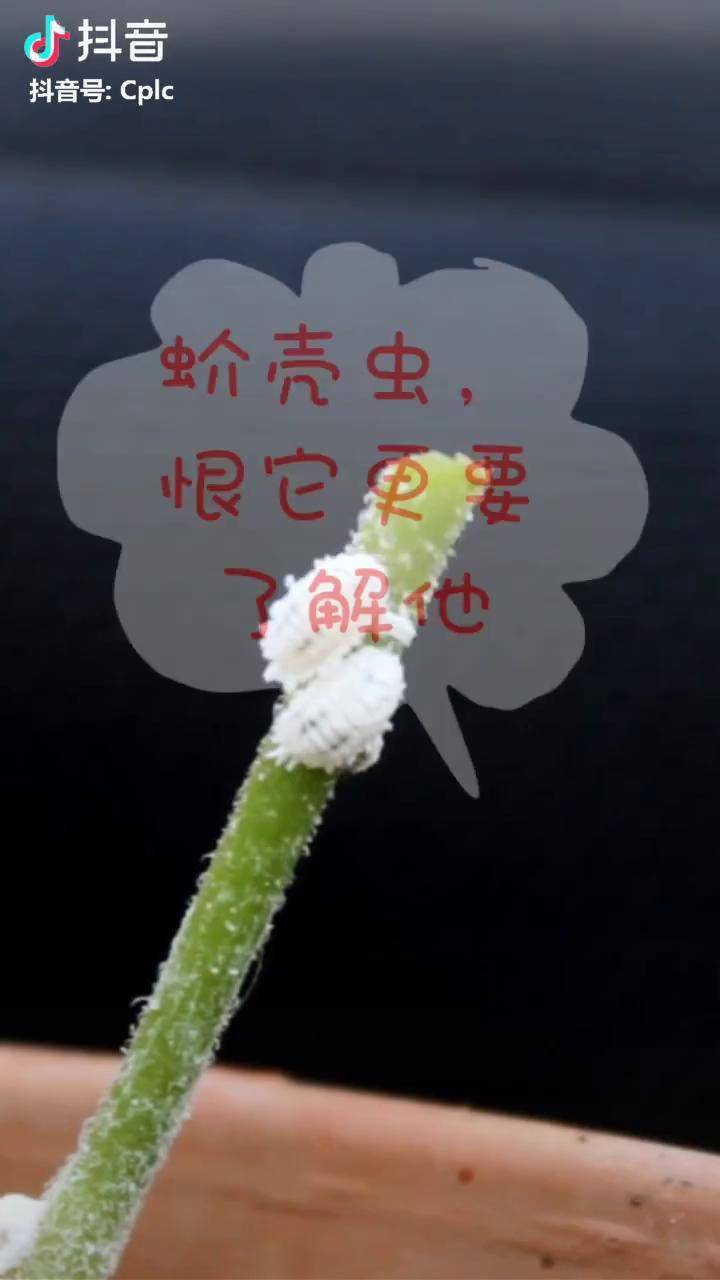 蚧壳虫的卵在25以上的温度就会出现大规模孵化的情况一旦温度接近临近