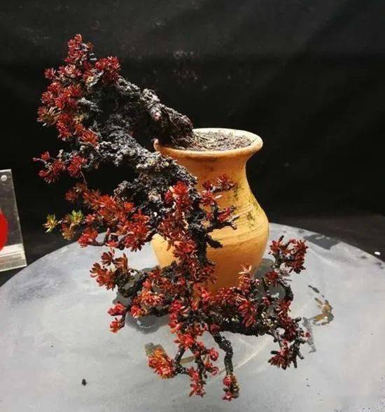 这种盆景是出了名的"下山死",成活率超低的,见了千万别买!_瑞香