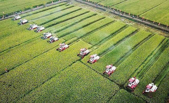 品牌强农绿色发展模式助力乡村产业振兴