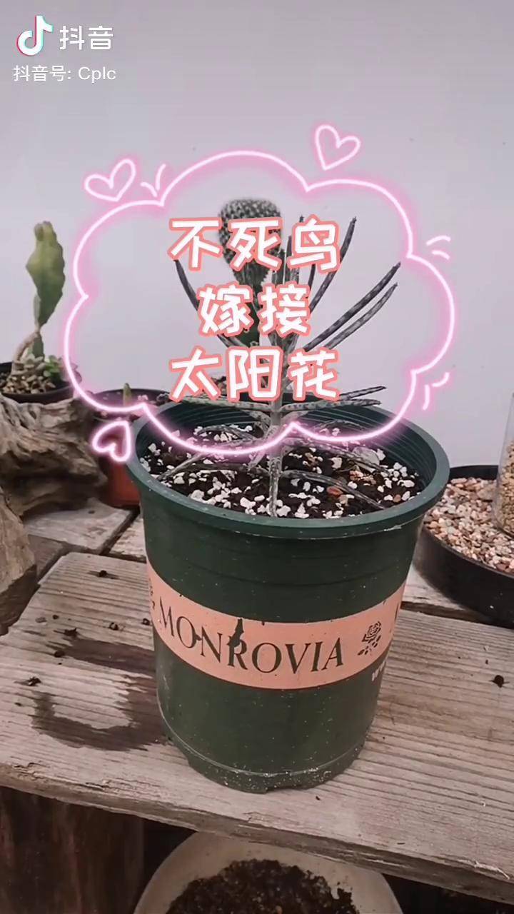 用不死鸟作砧木嫁接养不死的太阳花这回应该哈哈哈太阳花嫁接