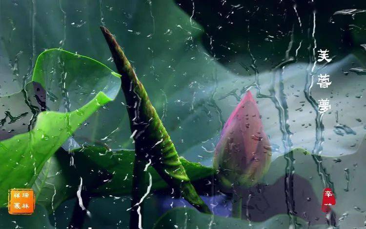 诗意荷花 | 心若澹然听荷韵,玉自高洁散冷香_芙蓉