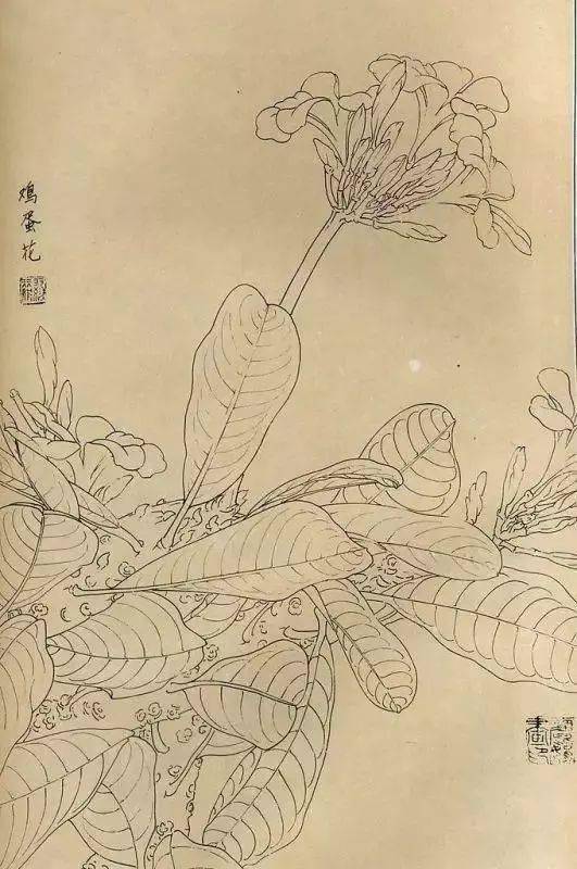 花卉白描畫圖譜,難得一見的好資料