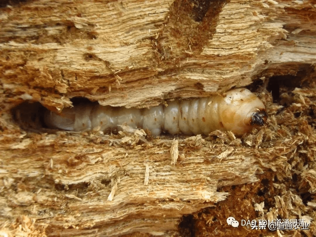 天牛钻孔危害果木防治措施有三点