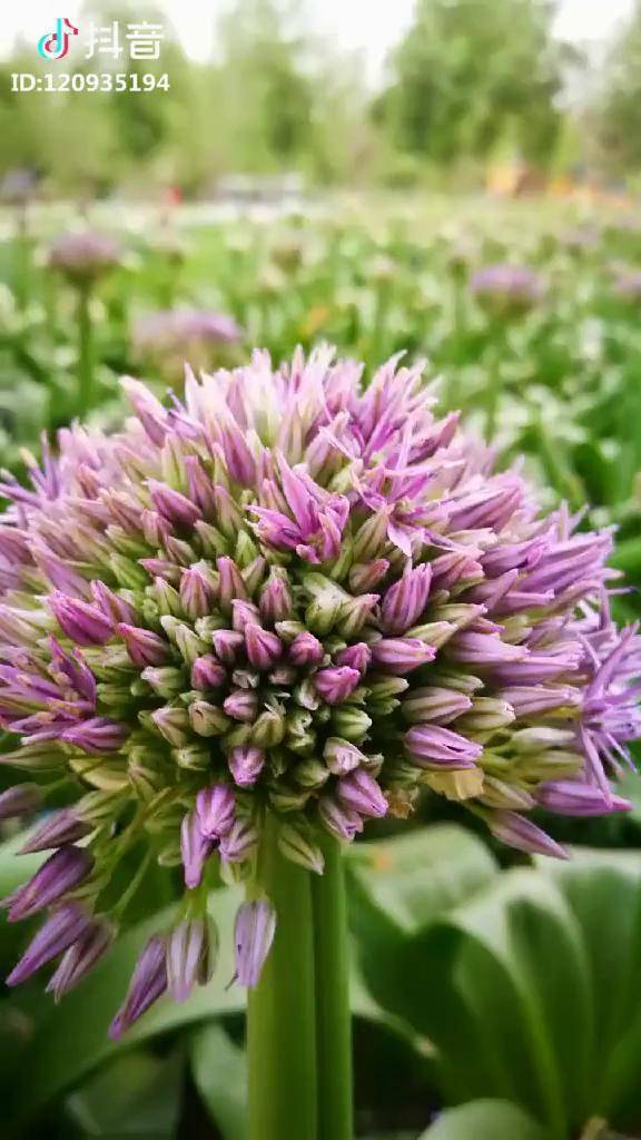 大花葱观赏与大葱花食用对比花语是聪明伶俐