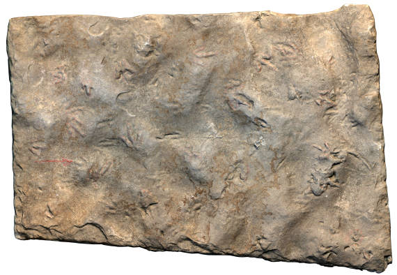 自贡|远古发现丨超“迷你”！这个比1角硬币还小的脚印竟是恐龙留下的