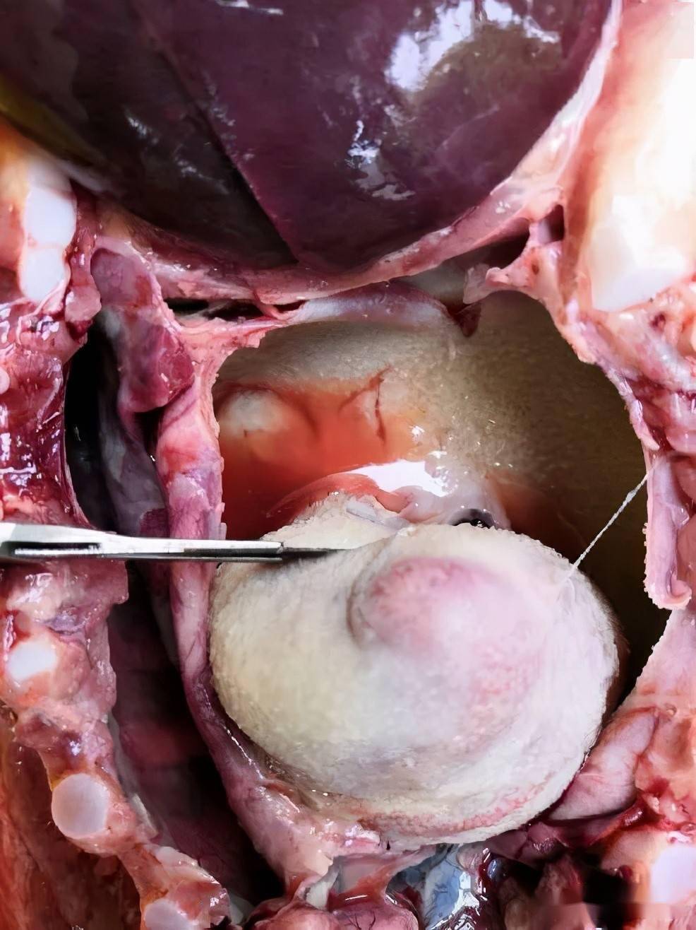 绒毛心病毒性疾病通常伴有多器官不同程度的病变,细菌性疾病通常伴有