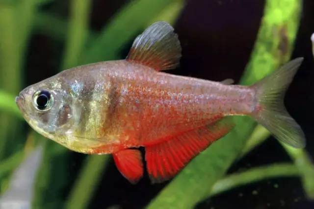 分享100种灯鱼品种图鉴一起来涨姿势