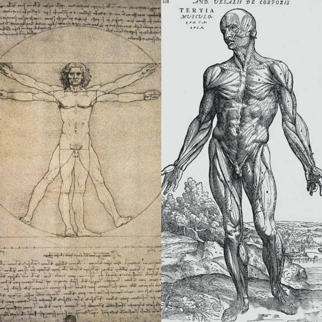 左为达·芬奇的《人体比例图》,右为安德烈·维萨里的解剖学研究