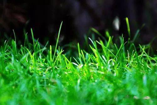 做人如草,低调就好!