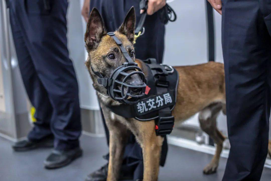 高萌预警成都地铁汪汪警队上线