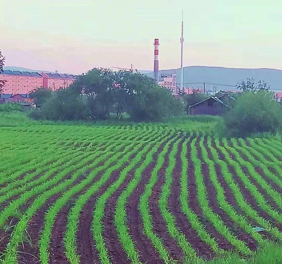 醉在甘河仲夏_生活