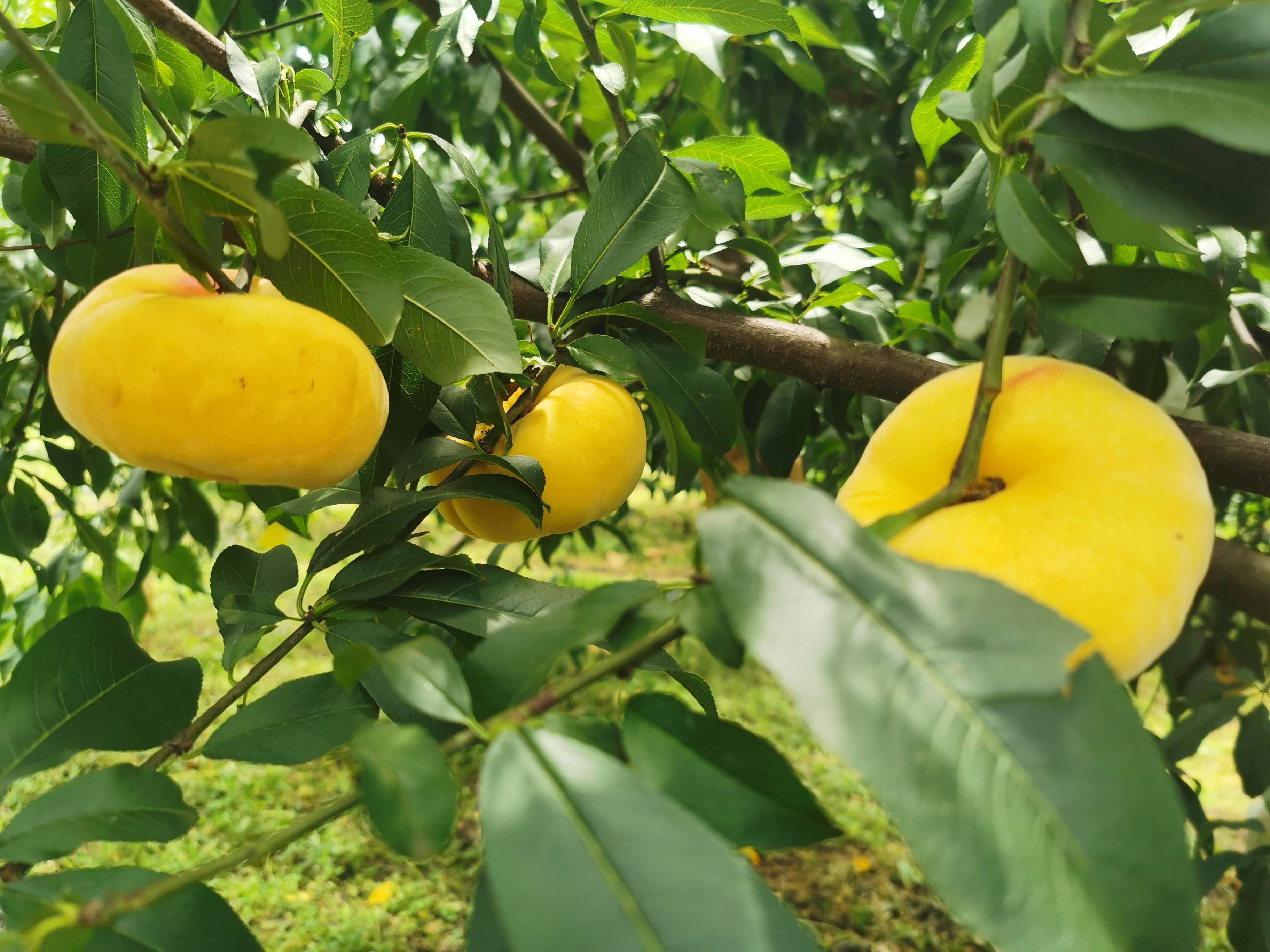 织金县茶店乡:黄金蟠桃争"鲜"上市
