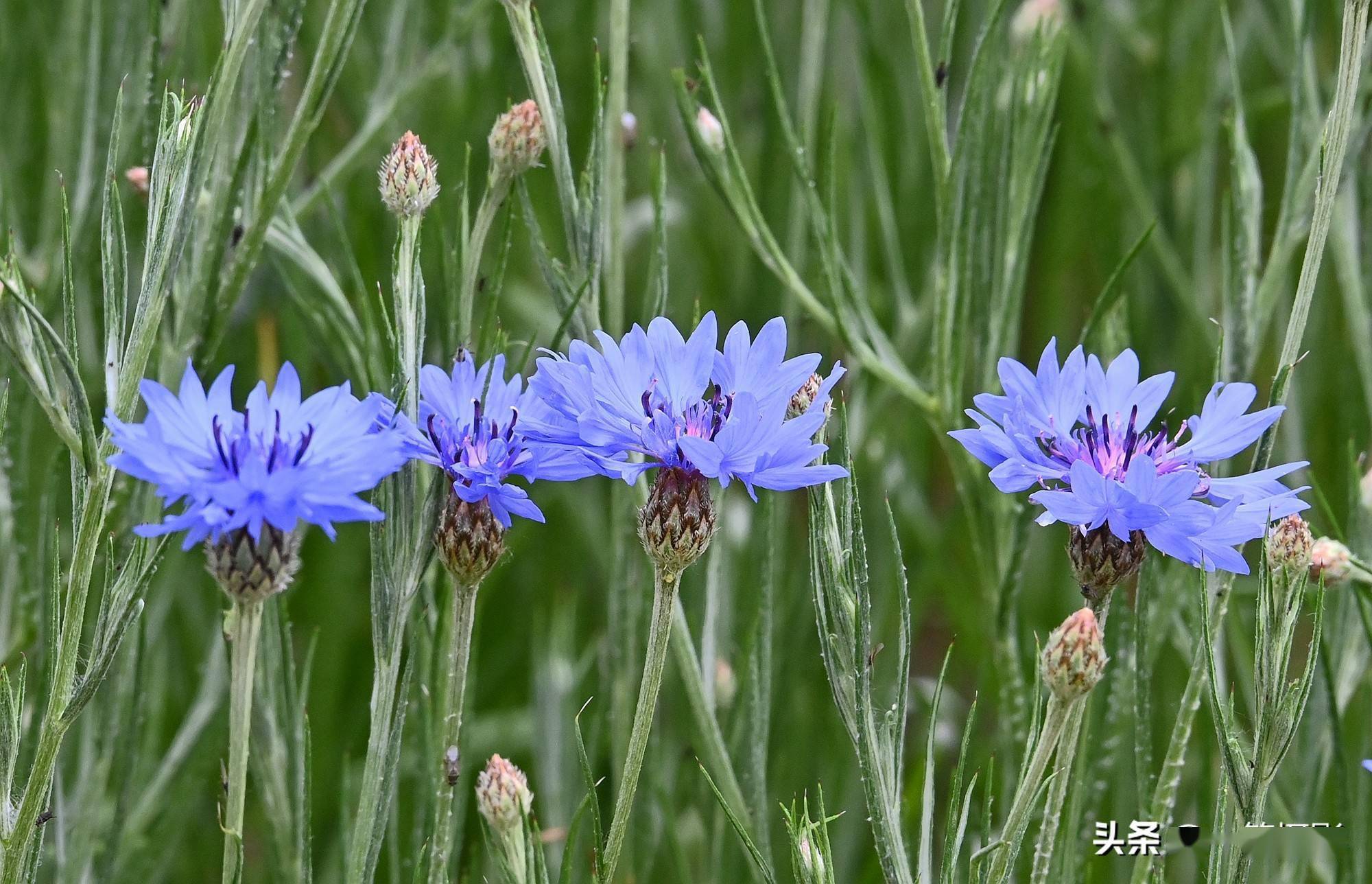 五月花——矢车菊