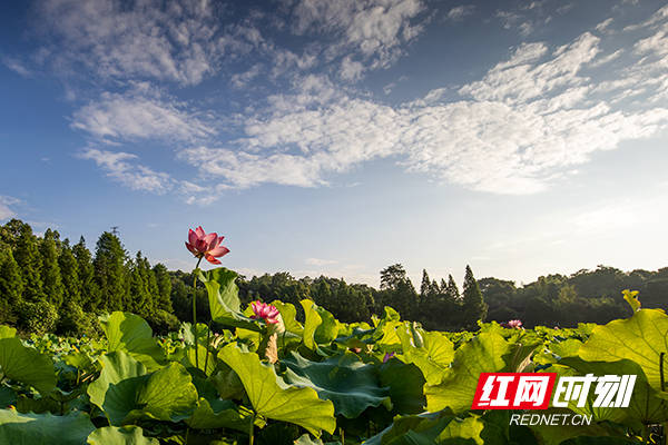 尔一池|夏日南湖：赠尔一池“荷” 一步一景 一叶一梦