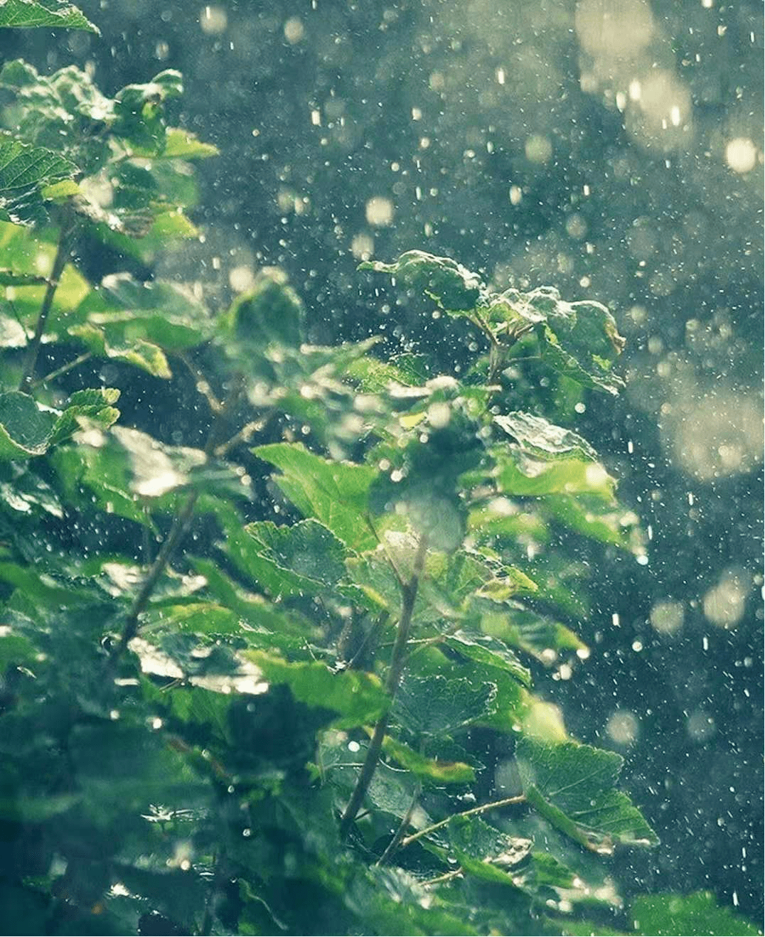 奶奶说当时和爷爷相遇在长亭古道,红砖绿瓦,和那水墨画般的微雨朦胧