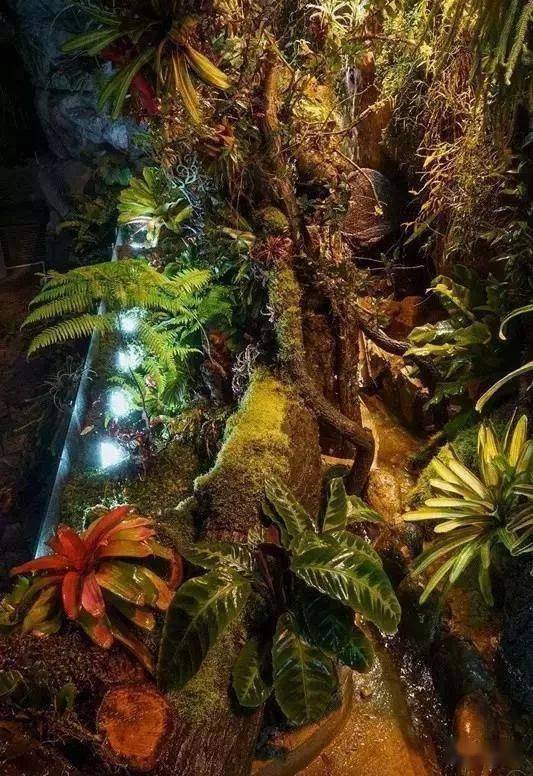超美的热带雨林缸简直是人间仙境