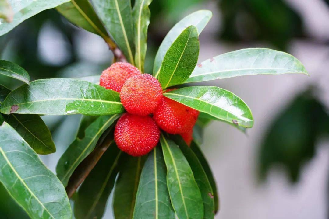 岭南佳果杨梅这么吃才够味