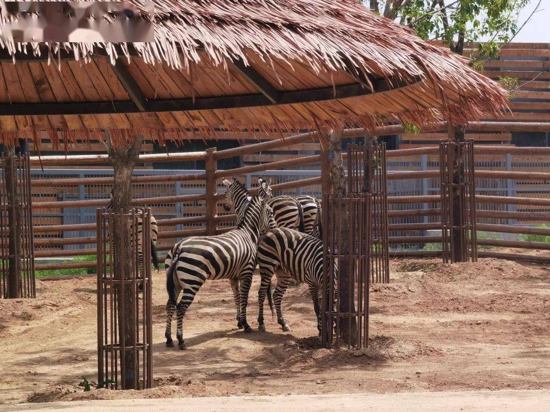 太原動物園東門正式向遊客開放!