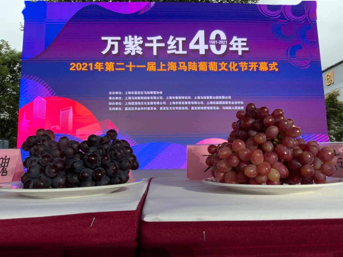 万紫千红40年,马陆葡萄节开幕,今年将探索"合作社(公司 微店"模式