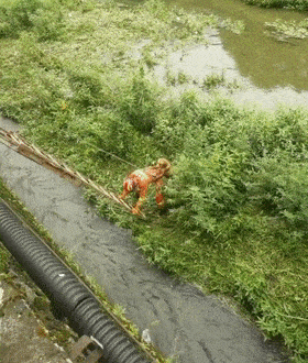 两只金毛被困河道，被消防员救出时的画面暖翻网友
