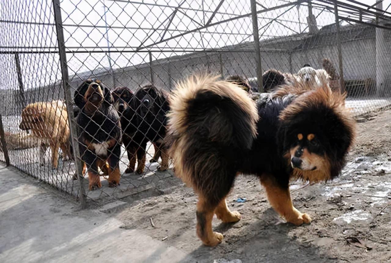 从富豪标配到沦为餐桌美味名犬藏獒为何跌价这么快