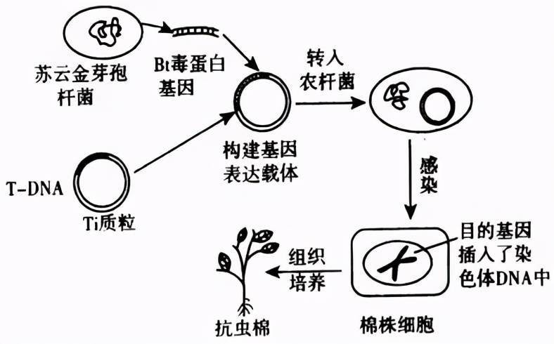 棉花的生长过程图解图片