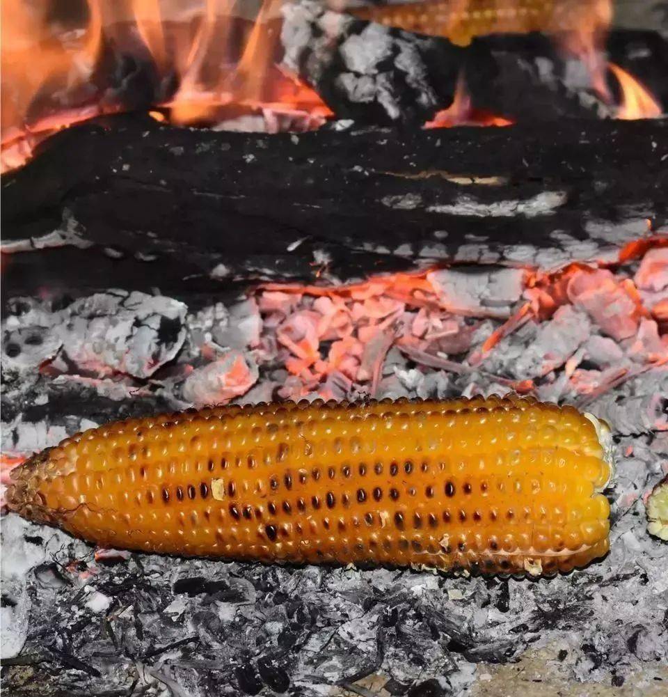 期待着今年的第一顿烧包谷总是迫不及待的盼着包谷成熟到了这个时节那