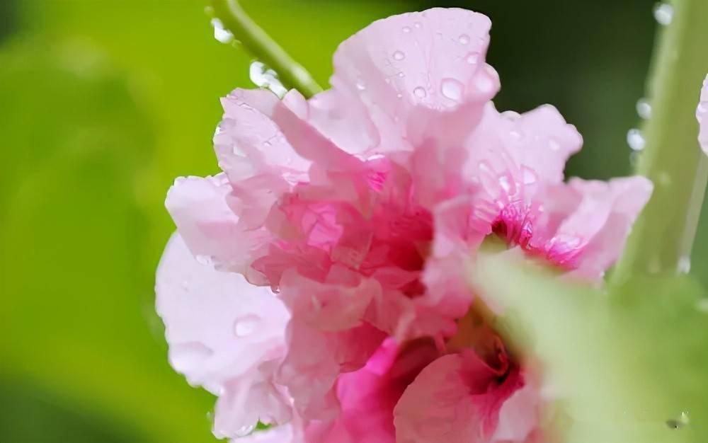 梅雨时节 花花需要好好养护 如何养护 看这里 花卉