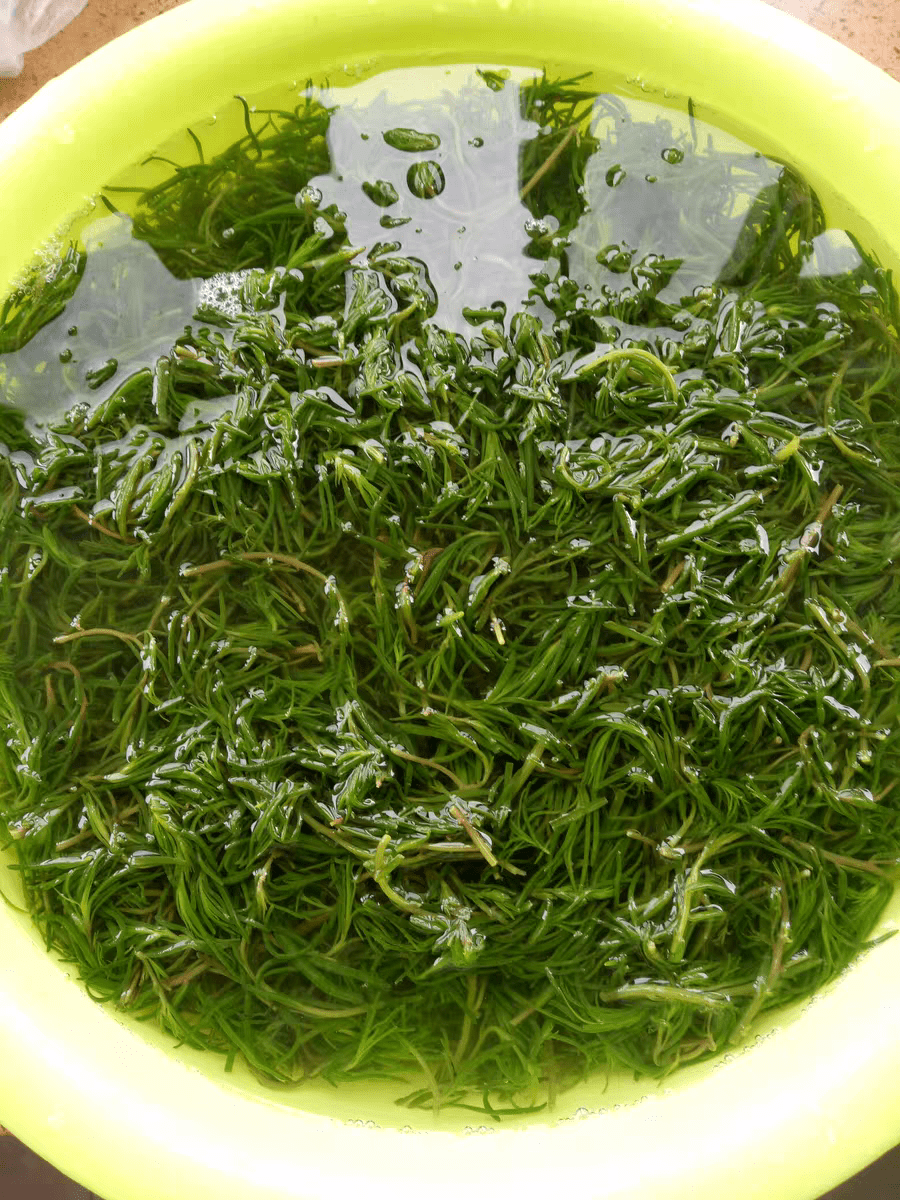 7月,遇到这菜囤个30斤,放冰箱冷冻,包包子吃特别香,一分钱不花_黄须