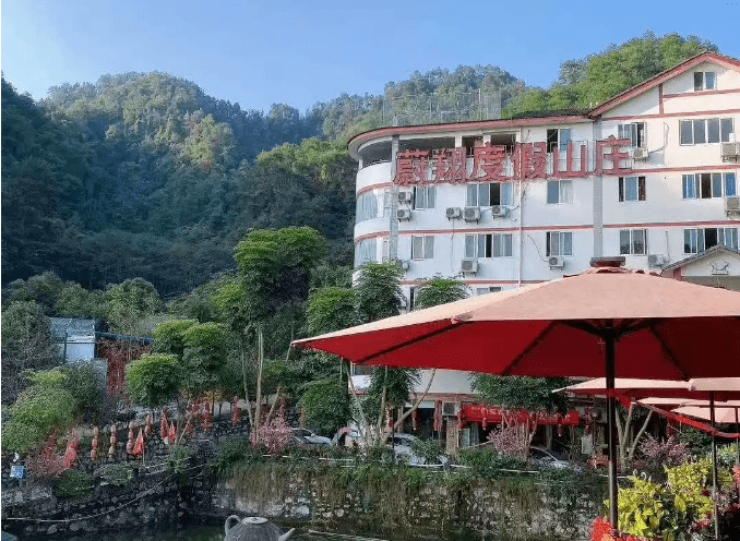 东温泉的青脆李熟了好吃得不得了