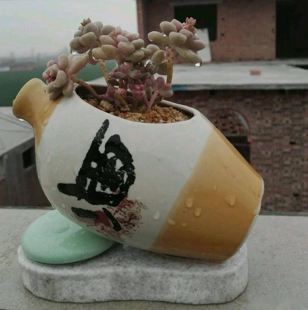 花友"龙纹小哥"看到朋友将多肉种在了酒瓶里,于是就学着朋友的样子