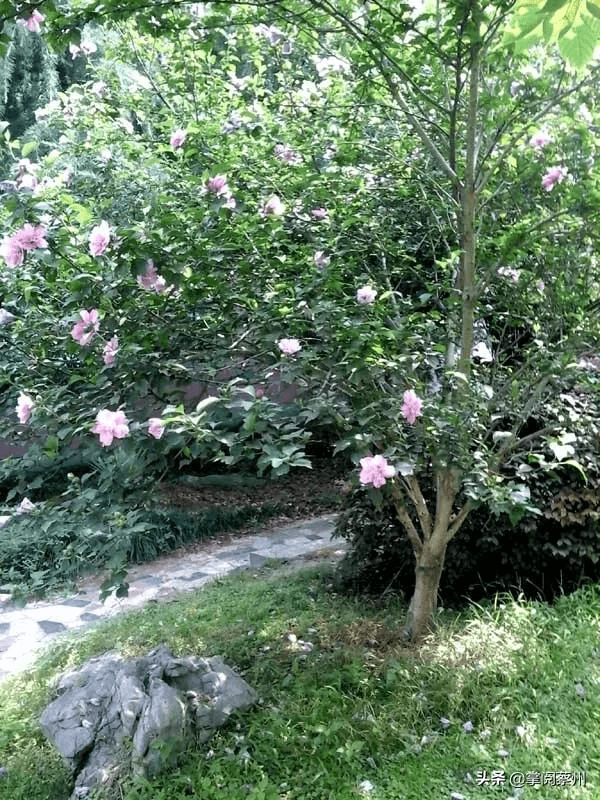 王超峰校園裡的木槿花