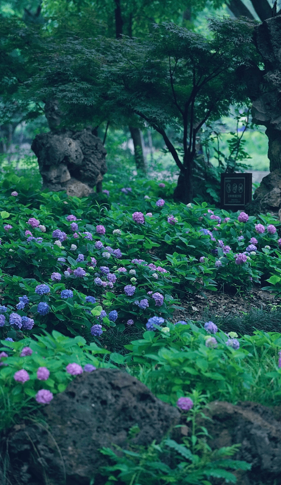 清赏那些关于夏天的雅称你知道多少