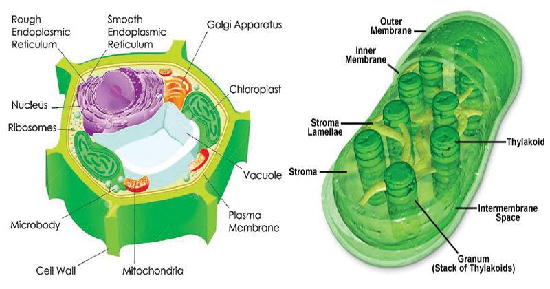 其中,光反应发生在叶绿体的类囊体膜结构,利用二氧化碳与水在光照条件