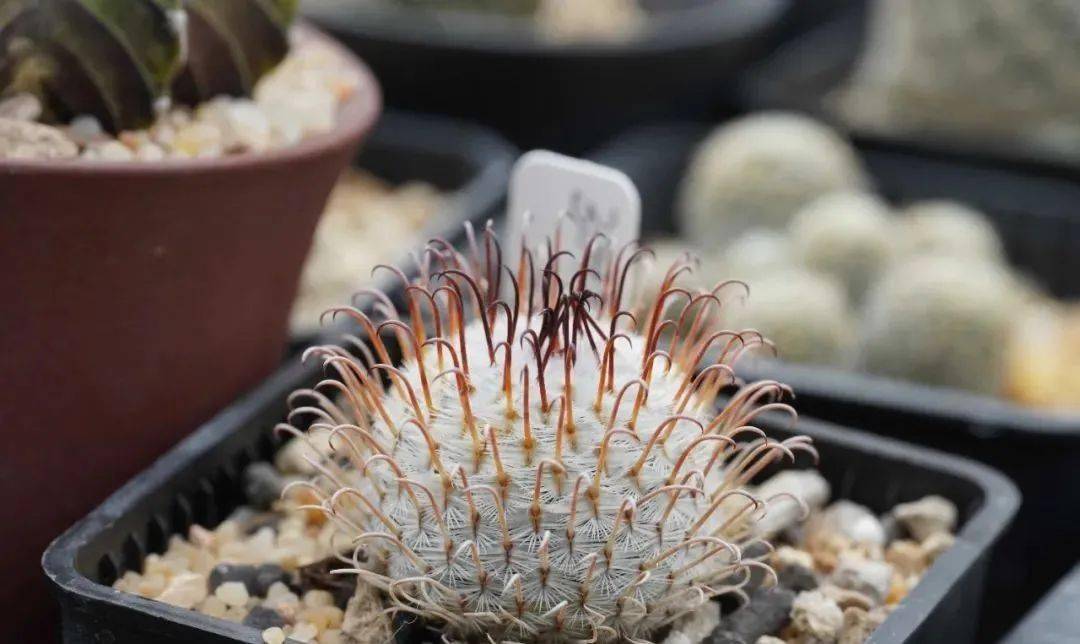 多肉度夏 | 多肉植物夏季遮阳二三事