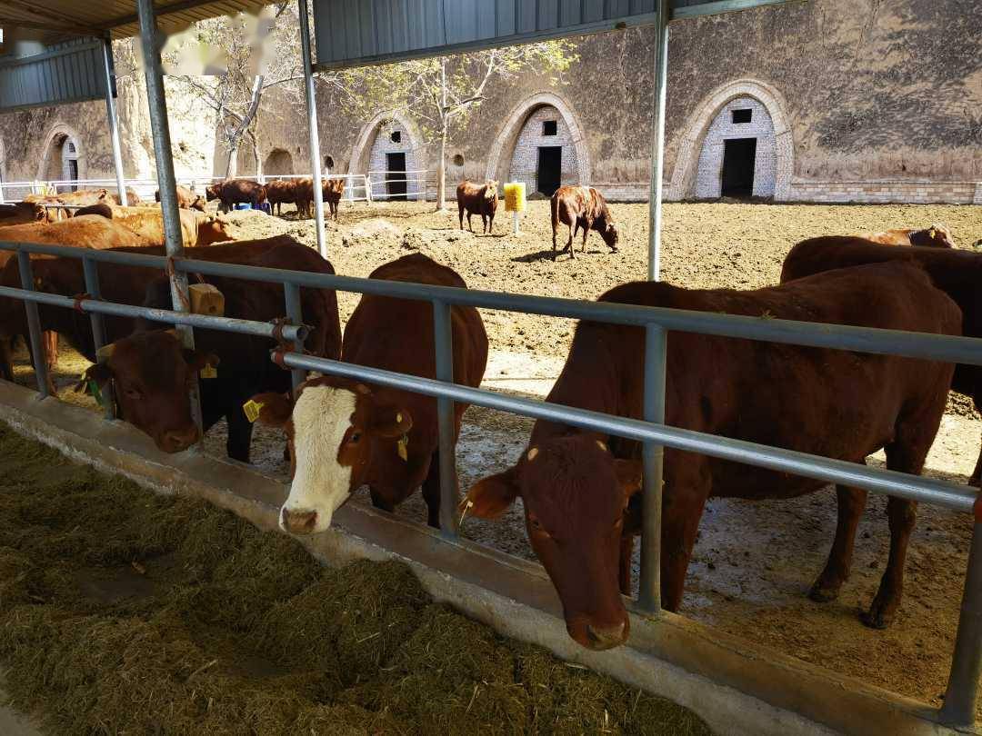 赋能羊产业做靓牛文化