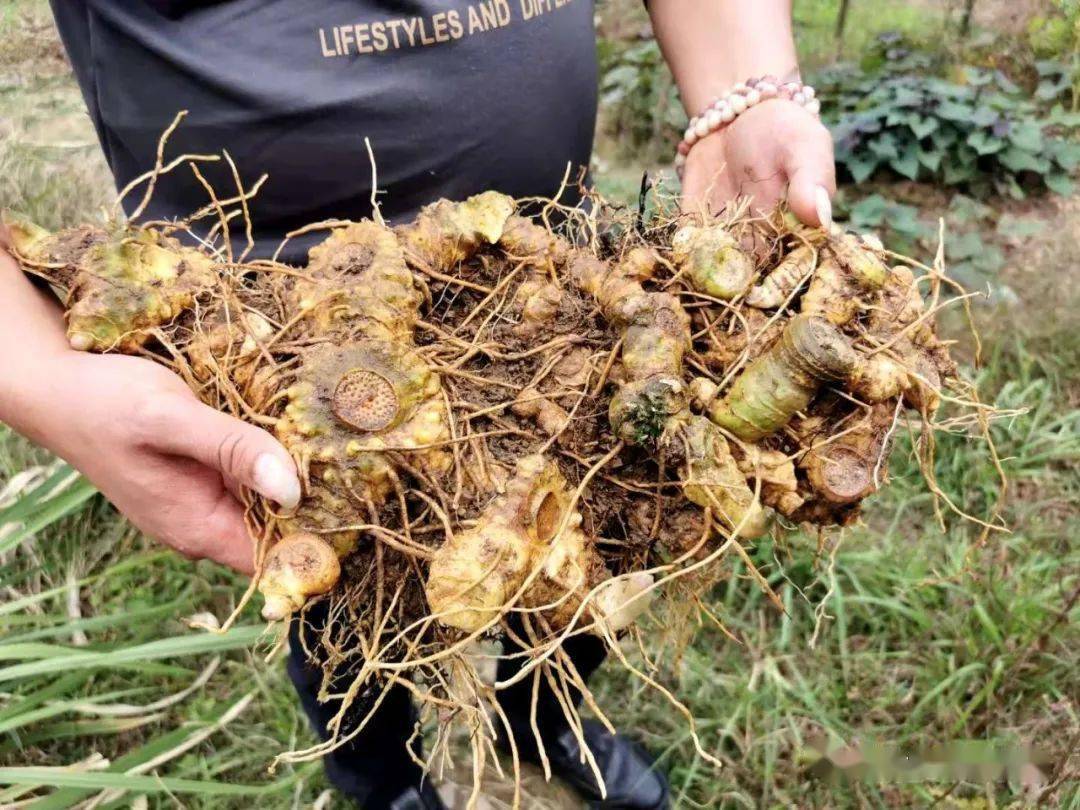 黄精的十大功效和多种吃法