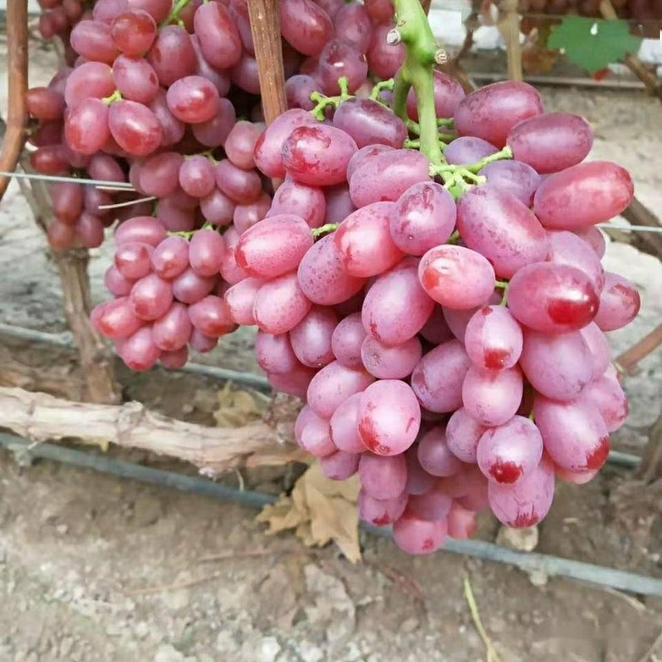 河北饶阳葡萄裂果的发生与防治