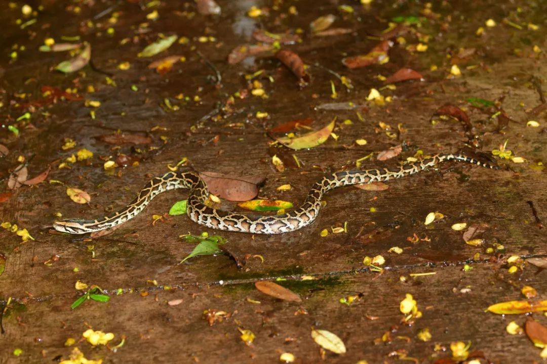 缅甸蟒小宝宝爬到了停车场为东南亚雨林中最大的蛇